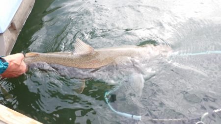 フィッシングレイクたかみや 釣果