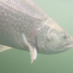 フィッシングレイクたかみや 釣果