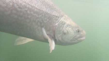 フィッシングレイクたかみや 釣果