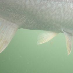 フィッシングレイクたかみや 釣果