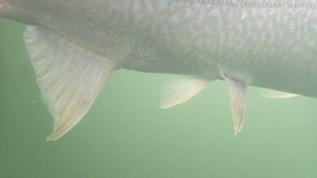 フィッシングレイクたかみや 釣果
