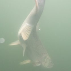 フィッシングレイクたかみや 釣果