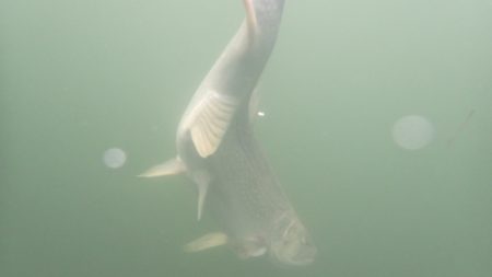 フィッシングレイクたかみや 釣果