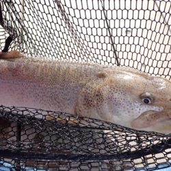 フィッシングレイクたかみや 釣果