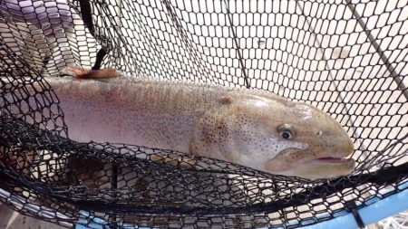 フィッシングレイクたかみや 釣果