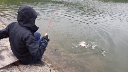 フィッシングレイクたかみや 釣果
