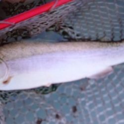 フィッシングレイクたかみや 釣果