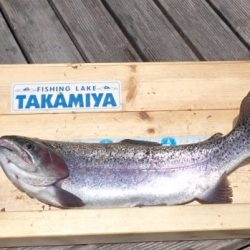 フィッシングレイクたかみや 釣果