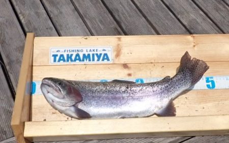 フィッシングレイクたかみや 釣果