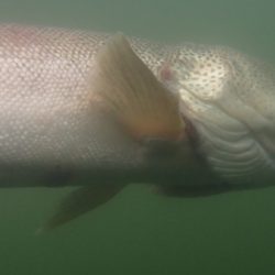 フィッシングレイクたかみや 釣果
