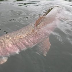 フィッシングレイクたかみや 釣果