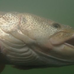 フィッシングレイクたかみや 釣果