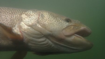 フィッシングレイクたかみや 釣果