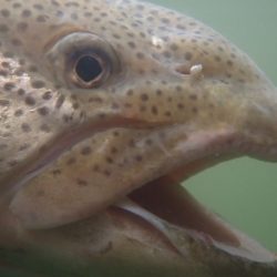 フィッシングレイクたかみや 釣果