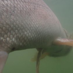 フィッシングレイクたかみや 釣果