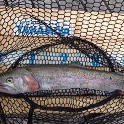 フィッシングレイクたかみや 釣果