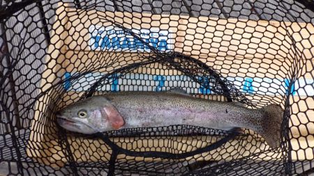 フィッシングレイクたかみや 釣果