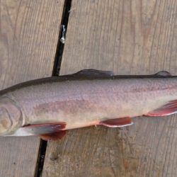 フィッシングレイクたかみや 釣果