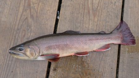 フィッシングレイクたかみや 釣果