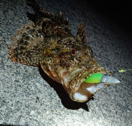 いろいろ釣れたけど結局ガシリング