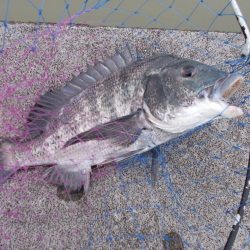 和歌山市某所で落とし込み　真チヌ４１ｃｍ以下計５枚