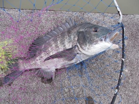 和歌山市某所で落とし込み　真チヌ４１ｃｍ以…