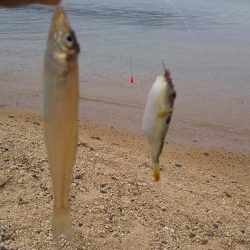 シロギスちょい投げ