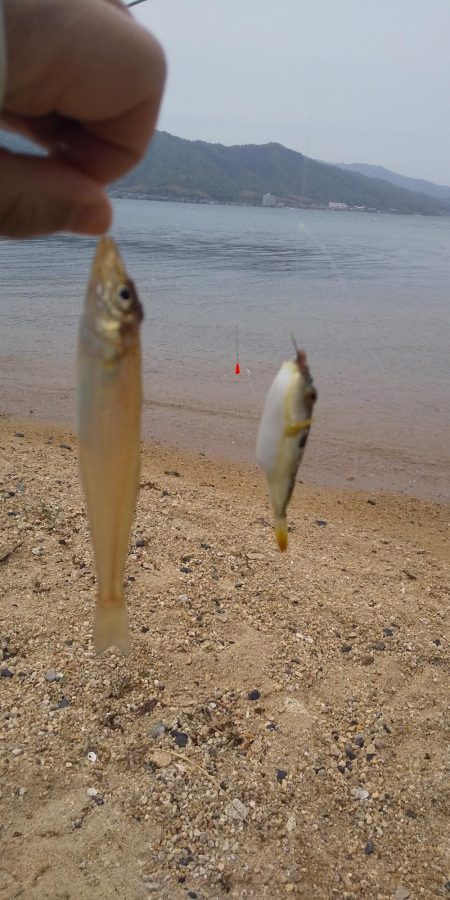 シロギスちょい投げ