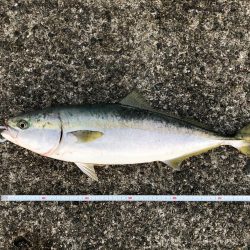 ダイソーフィッシュグリップ入魂