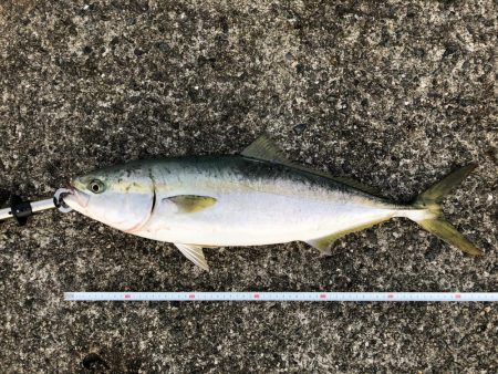 ダイソーフィッシュグリップ入魂