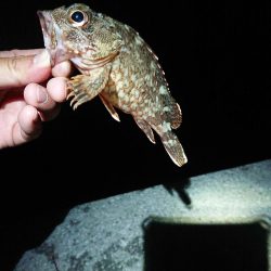 いろいろ釣れたけど結局ガシリング