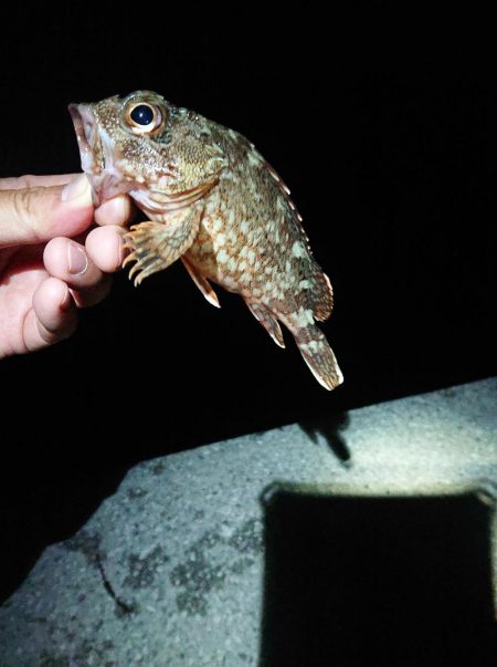 いろいろ釣れたけど結局ガシリング