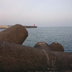 いろいろ釣れたけど結局ガシリング