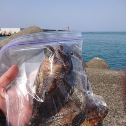 いろいろ釣れたけど結局ガシリング