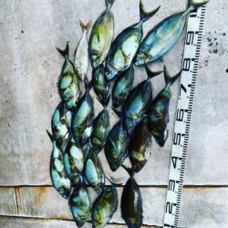 本部釣りイカダ 釣果