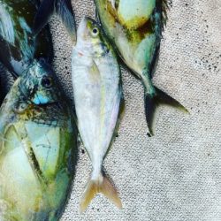 本部釣りイカダ 釣果