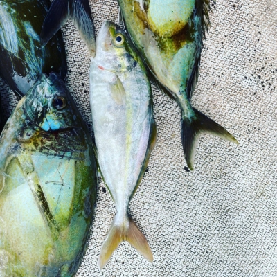 本部釣りイカダ 釣果