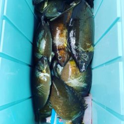 本部釣りイカダ 釣果