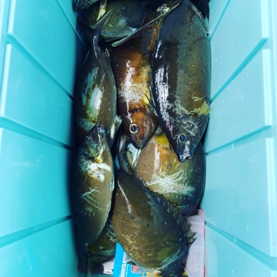 本部釣りイカダ 釣果