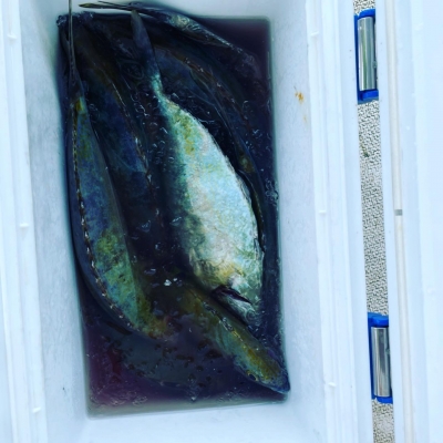 本部釣りイカダ 釣果