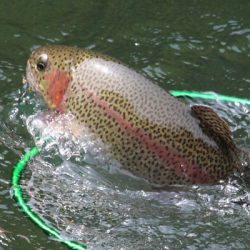 小菅トラウトガーデン 釣果