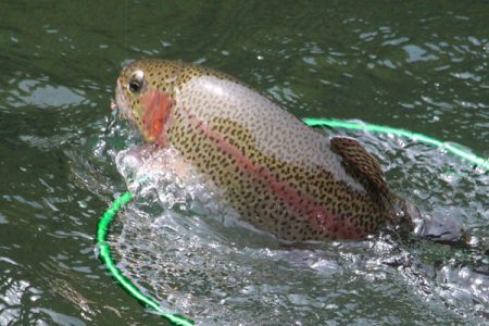 小菅トラウトガーデン 釣果