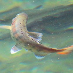 小菅トラウトガーデン 釣果