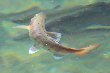 小菅トラウトガーデン 釣果