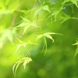 小菅トラウトガーデン 釣果