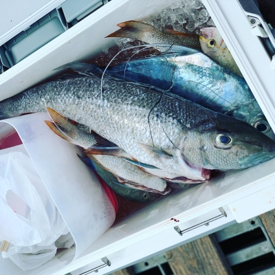 本部釣りイカダ 釣果