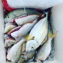 本部釣りイカダ 釣果