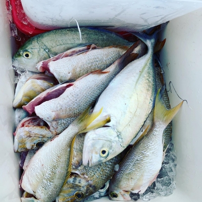 本部釣りイカダ 釣果