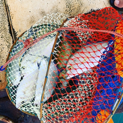 本部釣りイカダ 釣果