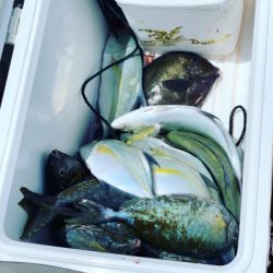 本部釣りイカダ 釣果